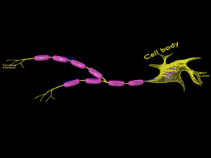 3D Neuron axon parts labelled detail model 3D Model