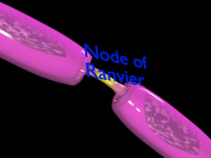 3D Neuron axon parts labelled detail model Modelo 3D