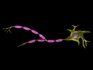 3D Neuron axon parts labelled detail model Modelo 3D