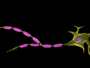 3D Neuron axon parts labelled detail model Modelo 3D