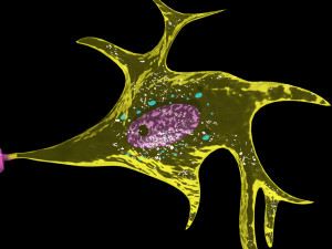 3D Neuron axon parts labelled detail model Modelo 3D