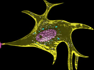 3D Neuron axon parts labelled detail model 3D Model