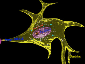 3D Neuron axon parts labelled detail model Modelo 3D