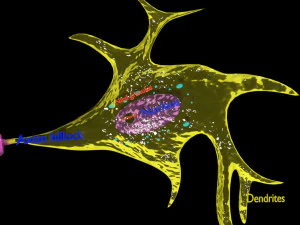 3D Neuron axon parts labelled detail model 3D Model