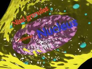 3D Neuron axon parts labelled detail model Modelo 3D