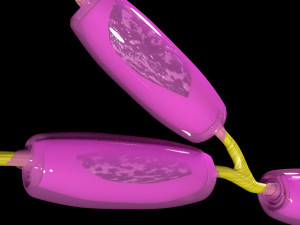 3D Neuron axon parts labelled detail model Modelo 3D