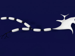 3D Neuron axon parts labelled detail model Modelo 3D