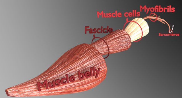 Muscle 3D 3Dモデル .c4d .max .obj .3ds .fbx .stl .blend 