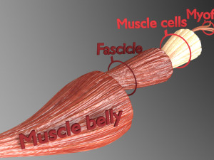 Muscle 3D Modelo 3D