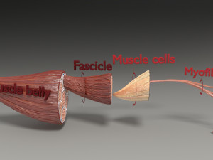 Muscle 3D 3Dモデル