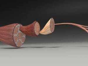 Muscle 3D 3Dモデル