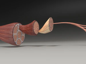 Muscle 3D 3D Model