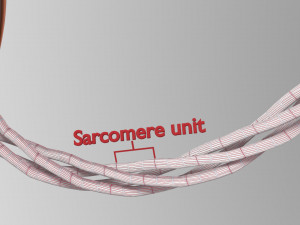 Muscle 3D 3Dモデル