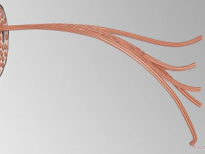 Muscle 3D 3D Model