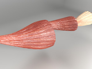 Muscle 3D 3Dモデル