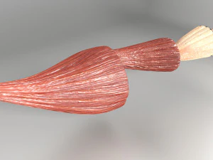 Muscle 3D 3D Model