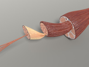 Muscle 3D 3Dモデル