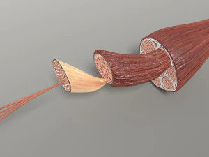 Muscle 3D 3D Model