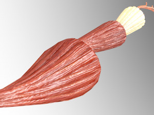 Muscle 3D 3Dモデル