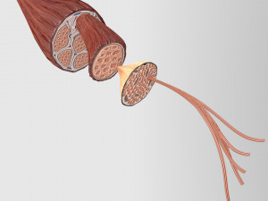 Muscle 3D 3Dモデル