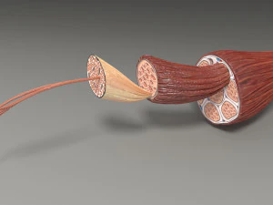 Muscle 3D 3D Model
