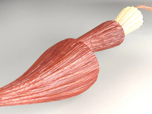 Muscle 3D 3D Model