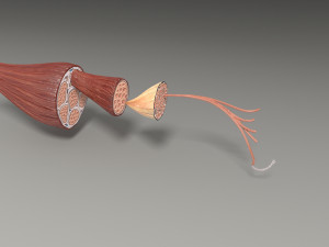 Muscle 3D 3Dモデル