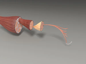 Muscle 3D 3D Model
