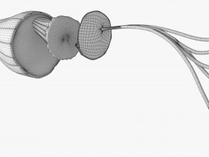 Muscle 3D 3D Model