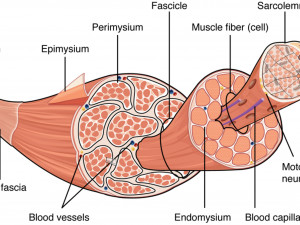 Muscle 3D 3Dモデル