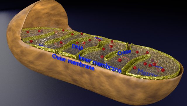 Mitochondria Microscopy detailed labelled 3D Модель .c4d .max .obj .3ds .fbx .stl .blend 