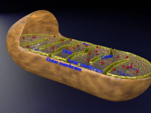 Mitochondria Microscopy detailed labelled 3D Model