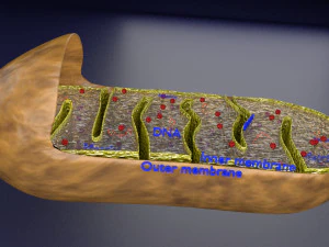 Mitochondria Microscopy detailed labelled 3D Model