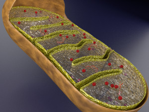 Mitochondria Microscopy detailed labelled 3D Модель