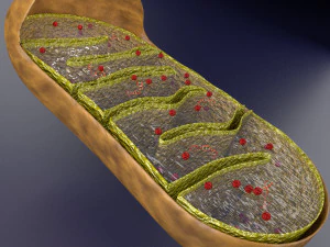 Mitochondria Microscopy detailed labelled 3D Model