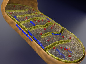 Mitochondria Microscopy detailed labelled 3D Модель