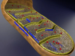 Mitochondria Microscopy detailed labelled 3D Model