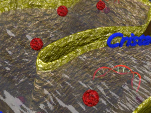Mitochondria Microscopy detailed labelled 3D Model