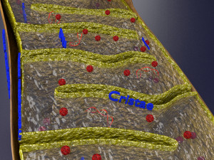 Mitochondria Microscopy detailed labelled 3D Модель