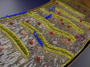 Mitochondria Microscopy detailed labelled 3D Модель