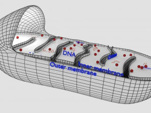 Mitochondria Microscopy detailed labelled 3D Model