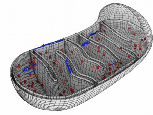 Mitochondria Microscopy detailed labelled 3D Модель