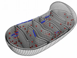 Mitochondria Microscopy detailed labelled 3D Model