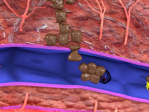 3D cancer metastasis spread model Modelo 3D