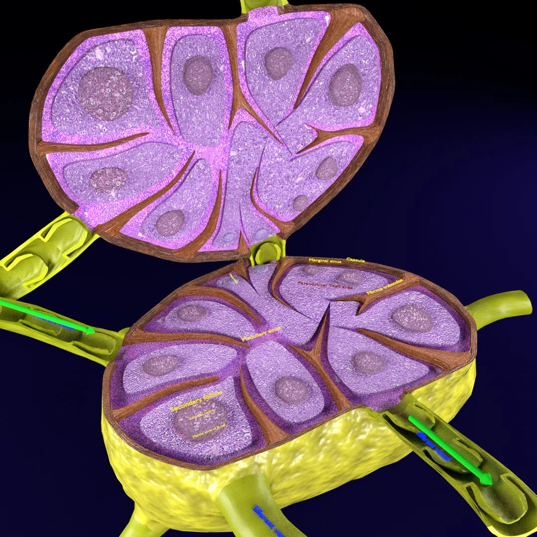 Lymph node Lymphatic system 3D 3D Model .c4d .max .obj .3ds .fbx .stl .blend 