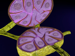 Lymph node Lymphatic system 3D 3D-Modell