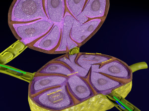 Lymph node Lymphatic system 3D 3D-Modell