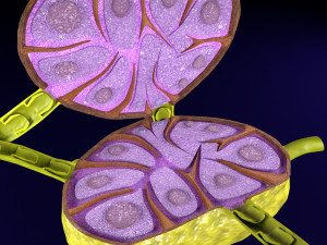 Lymph node Lymphatic system 3D 3D-Modell