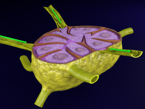 Lymph node Lymphatic system 3D 3D-Modell