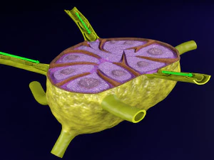 Lymph node Lymphatic system 3D 3D Model
